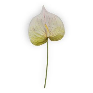 fleur artificielle ANTHURIUM