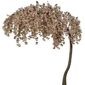 Arbre bougainvillier