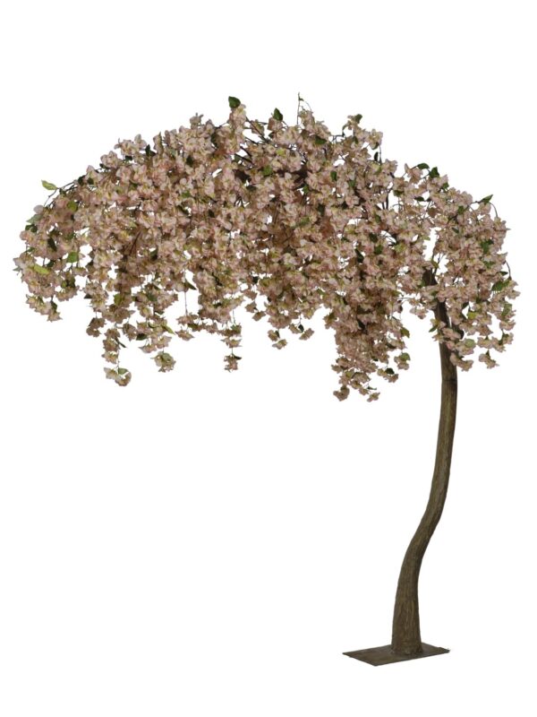 Arbre bougainvillier