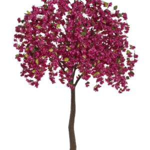Arbre bougainvillier