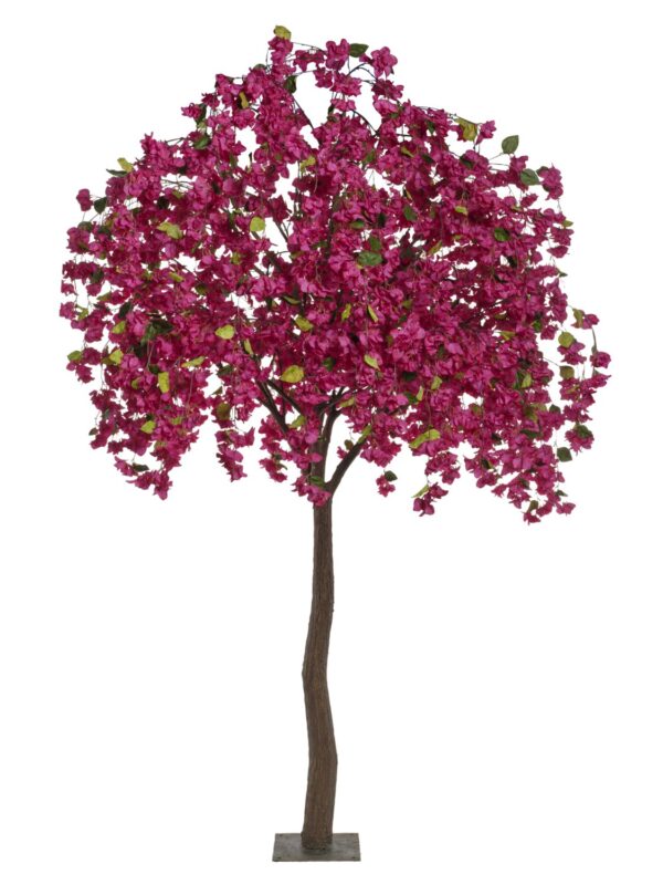 Arbre bougainvillier