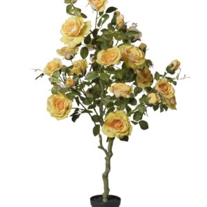 Rosier Jaune