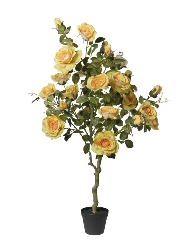 Rosier Jaune