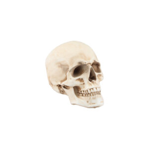 Crâne Spécial Halloween