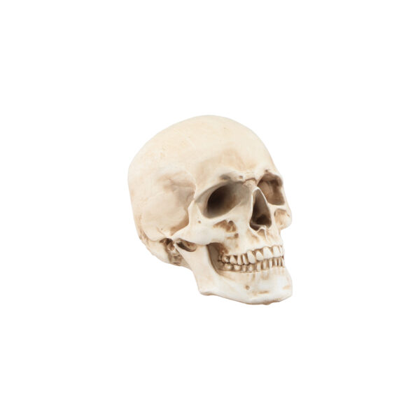 Crâne Spécial Halloween