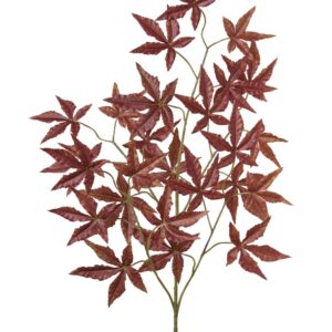 Branche d'érable