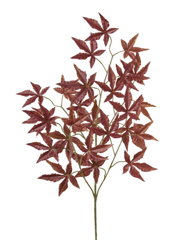 Branche d'érable